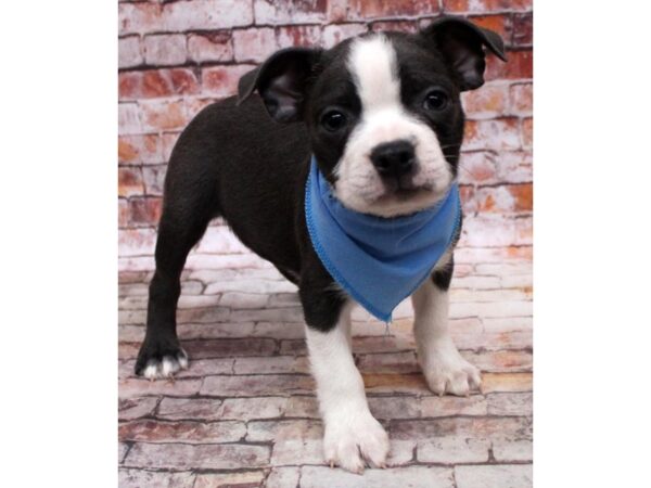 Boston Terrier DOG Male Blue Tuxedo 16774 Petland Wichita, Kansas