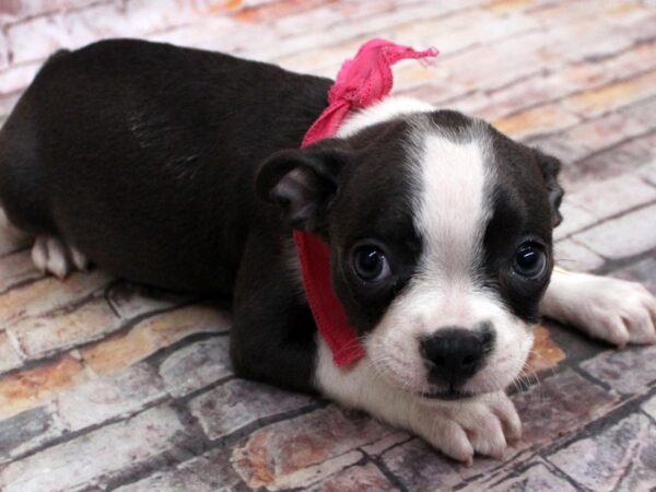 Boston Terrier DOG Female Blue Tuxedo 16773 Petland Wichita, Kansas