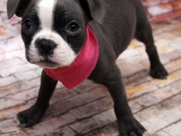 Boston Terrier-DOG-Female-Blue Tuxedo-16772-Petland Wichita, Kansas