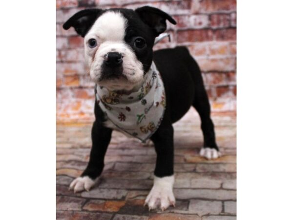 Boston Terrier DOG Male Black Tuxedo - One Blue Eye 16771 Petland Wichita, Kansas