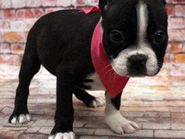 Boston Terrier DOG Female Black Tuxedo 16770 Petland Wichita, Kansas