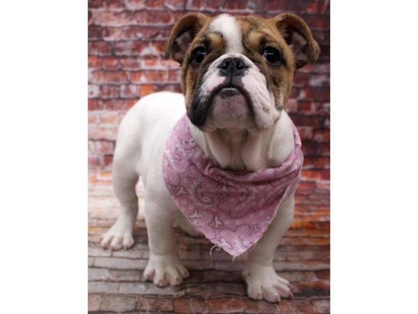 English Bulldog DOG Female Fawn Brindle Piebald 16769 Petland Wichita, Kansas