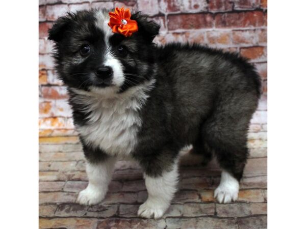 Miniature Aussimo DOG Female Sable 16813 Petland Wichita, Kansas