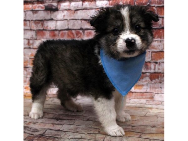 Miniature Aussimo-DOG-Male-Sable-16812-Petland Wichita, Kansas