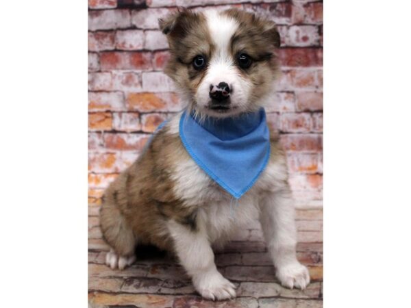 Miniature Aussimo DOG Male Merle 16810 Petland Wichita, Kansas