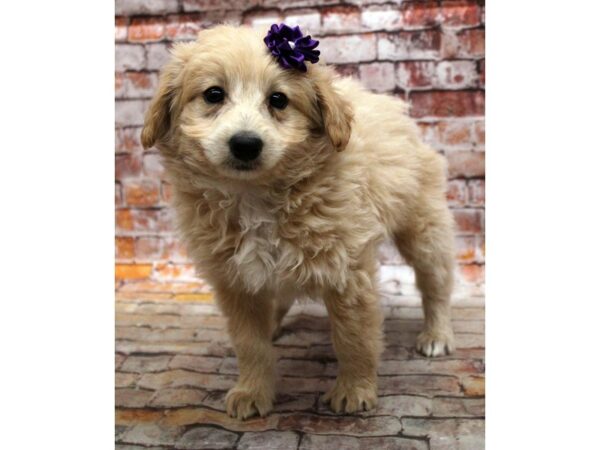 Mini EskiPoo DOG Male Apricot 16809 Petland Wichita, Kansas