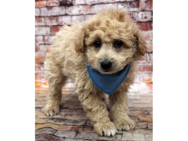 Mini EskiPoo DOG Female Apricot 16807 Petland Wichita, Kansas