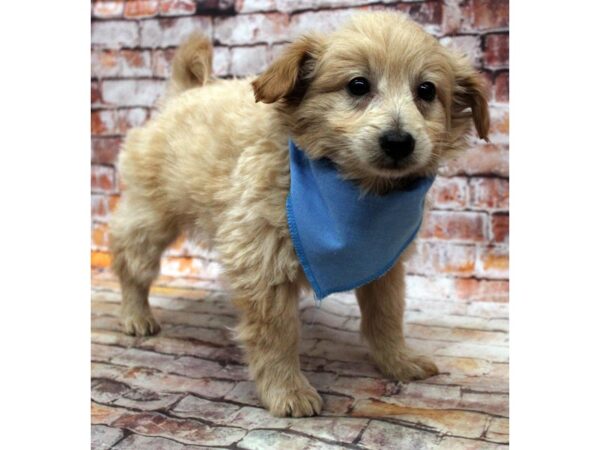 Mini EskiPoo-DOG-Female-Apricot-16806-Petland Wichita, Kansas