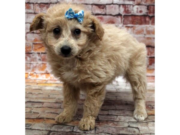 Mini EskiPoo-DOG-Female-Apricot-16805-Petland Wichita, Kansas