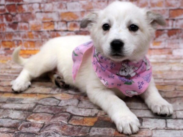 Red Heeler Mix-DOG-Female-White-16804-Petland Wichita, Kansas