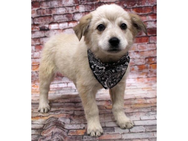 Red Heeler Mix-DOG-Male-Cream & White-16803-Petland Wichita, Kansas