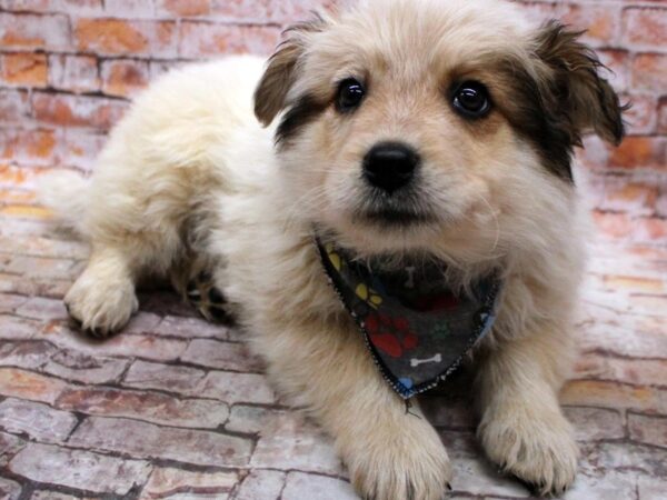 Red Heeler Mix-DOG-Male-Red & White-16802-Petland Wichita, Kansas