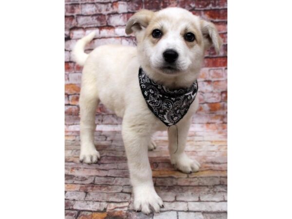 Red Heeler Mix-DOG-Male-Cream & White-16801-Petland Wichita, Kansas