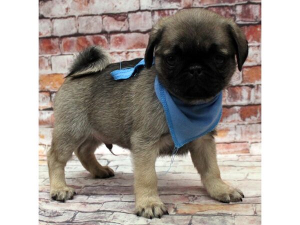 Pug DOG Male Fawn w/ Black Mask 16800 Petland Wichita, Kansas