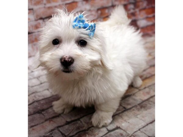 Coton De Tulear DOG Female White 16799 Petland Wichita, Kansas