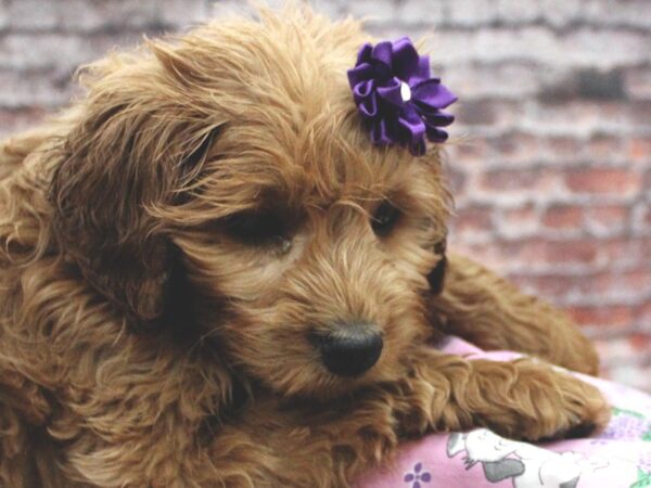 F1B Mini Goldendoodle-DOG-Female-Red-16798-Petland Wichita, Kansas