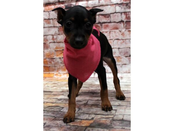 Miniature Pinscher-DOG-Female-Black & Rust-16797-Petland Wichita, Kansas