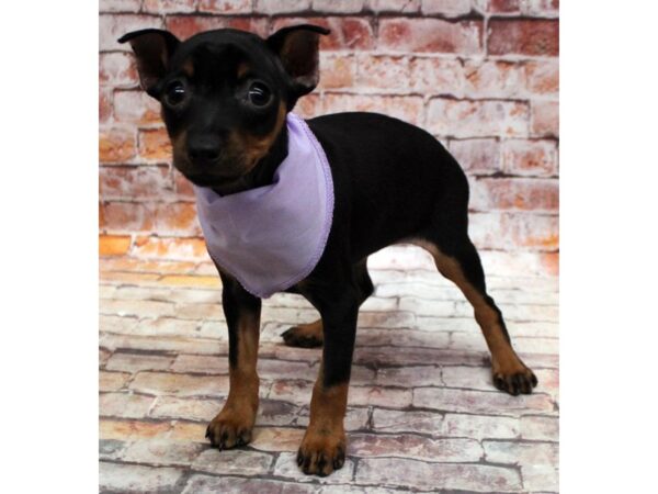 Miniature Pinscher-DOG-Female-Black & Rust-16796-Petland Wichita, Kansas