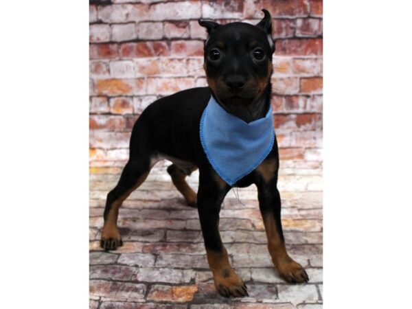 Miniature Pinscher DOG Male Black & Rust 16795 Petland Wichita, Kansas