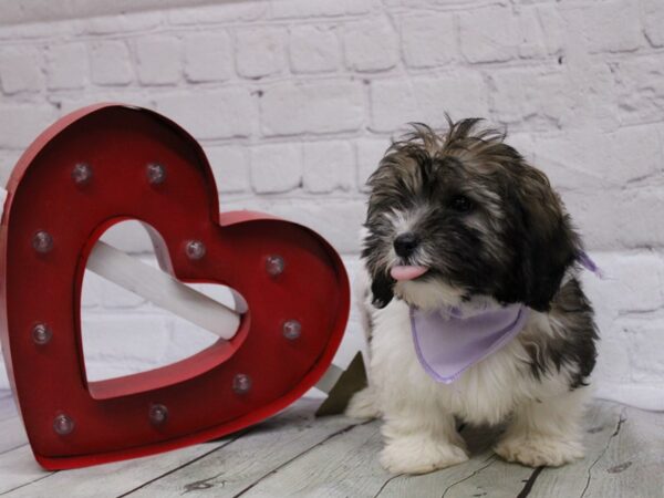 Coton De Tulear DOG Female White Brindle 16814 Petland Wichita, Kansas