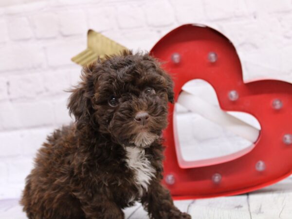 Toy YorkiePoo DOG Female Chocolate & White 16816 Petland Wichita, Kansas