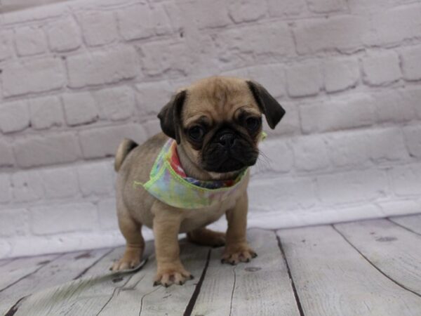 Pug DOG Female Fawn w/ Black Mask 16817 Petland Wichita, Kansas