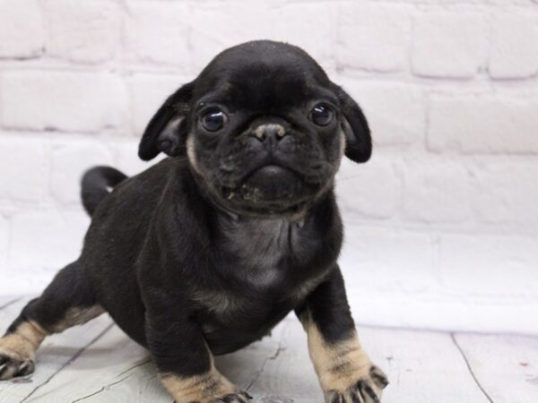 Pug DOG Male Black w/ Tan 16818 Petland Wichita, Kansas