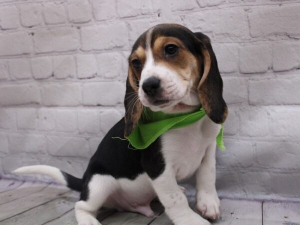 Beagle DOG Male Tri 16819 Petland Wichita, Kansas