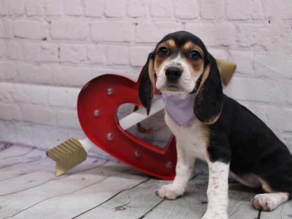 Beagle DOG Female Tri 16820 Petland Wichita, Kansas