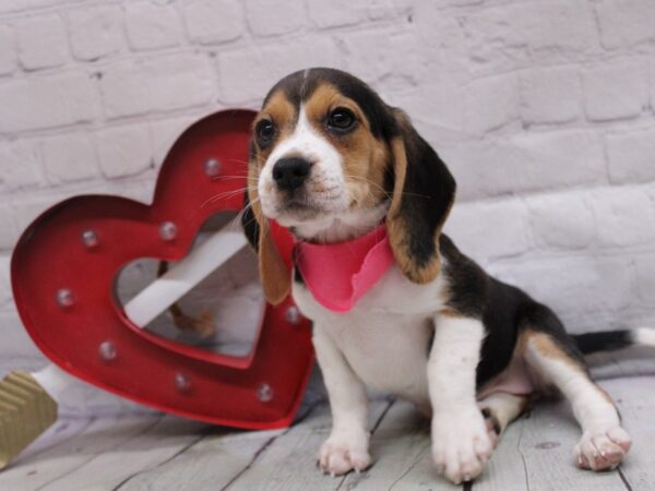 Beagle-DOG-Female-Tri-16821-Petland Wichita, Kansas