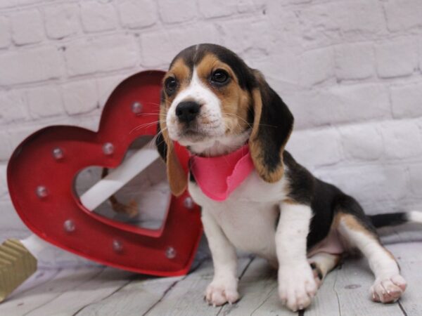 Beagle DOG Female Tri 16821 Petland Wichita, Kansas