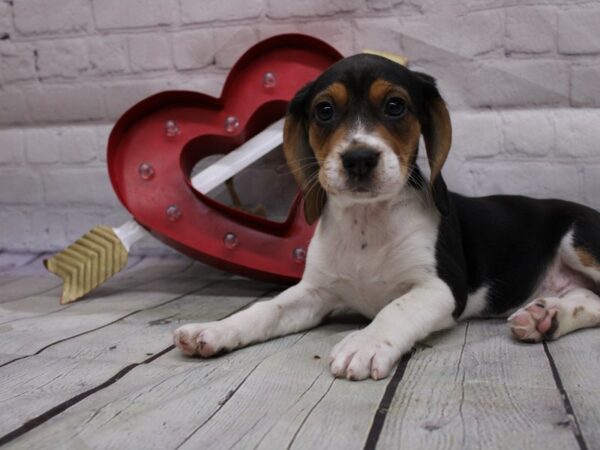 Beagle DOG Female Tri 16822 Petland Wichita, Kansas