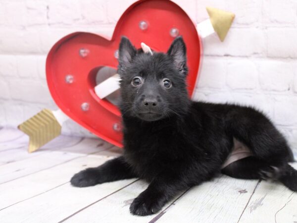 Schipperke DOG Female Black 16823 Petland Wichita, Kansas