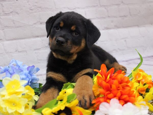 Rottweiler DOG Female Black &Tan 16831 Petland Wichita, Kansas