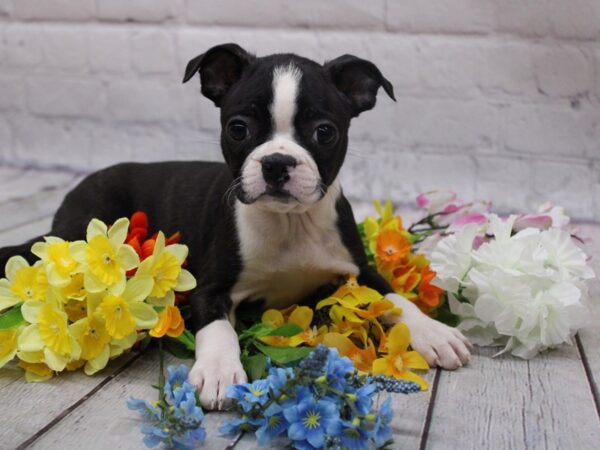 Boston Terrier DOG Female Brindle & White 16829 Petland Wichita, Kansas