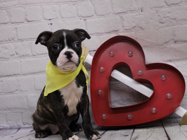 Boston Terrier DOG Female Brindle & White 16828 Petland Wichita, Kansas