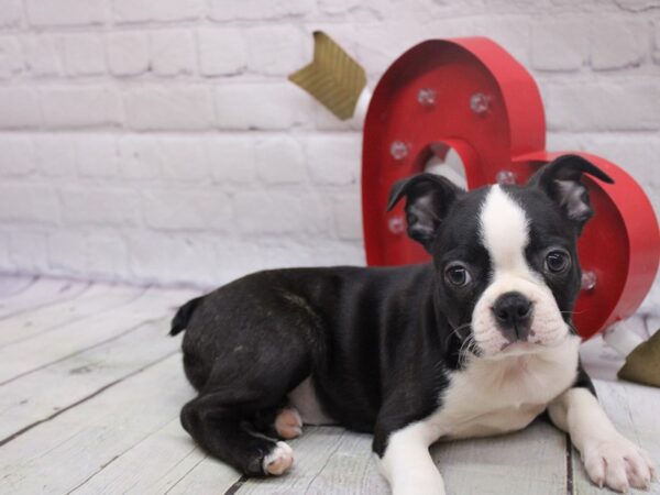 Boston Terrier DOG Female Brindle & White 16827 Petland Wichita, Kansas