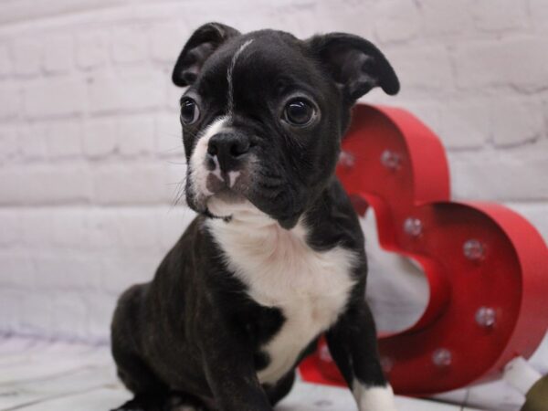 Boston Terrier DOG Male Brindle & White 16826 Petland Wichita, Kansas