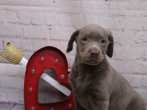 English Labrador Retriever DOG Female Silver 16825 Petland Wichita, Kansas