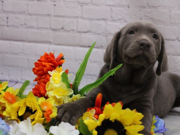 English Labrador Retriever DOG Male Silver 16824 Petland Wichita, Kansas