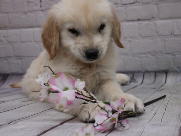 Golden Retriever-DOG-Male-Gold-16845-Petland Wichita, Kansas