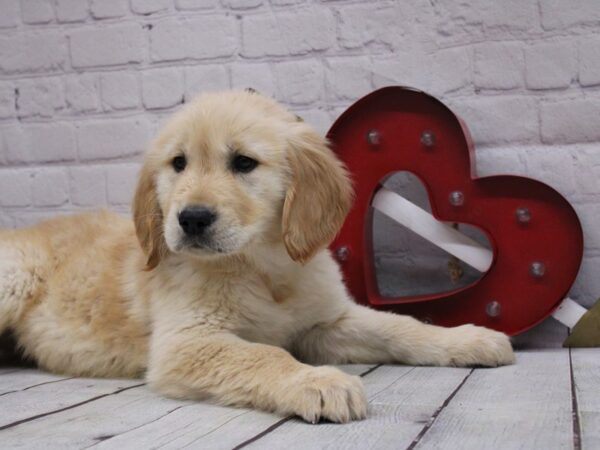 Golden Retriever-DOG-Male-Gold-16844-Petland Wichita, Kansas