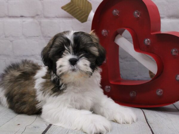 Shih Tzu DOG Female Gold & White 16841 Petland Wichita, Kansas