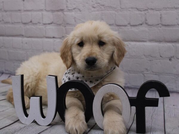 Golden Retriever-DOG-Male-Gold-16843-Petland Wichita, Kansas