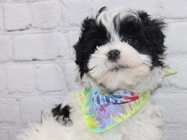 Toy MaltiPoo DOG Male Black & White 16832 Petland Wichita, Kansas