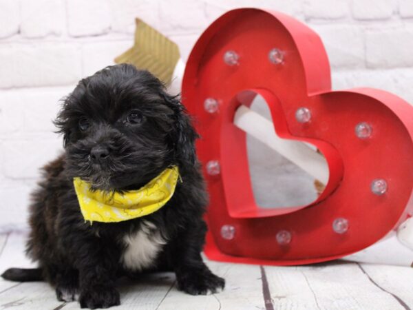 Havapoo-DOG-Male-Black & White-16848-Petland Wichita, Kansas