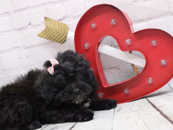 Havapoo-DOG-Female-Black & White-16847-Petland Wichita, Kansas