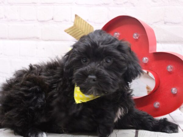 Havapoo-DOG-Male-Black-16846-Petland Wichita, Kansas