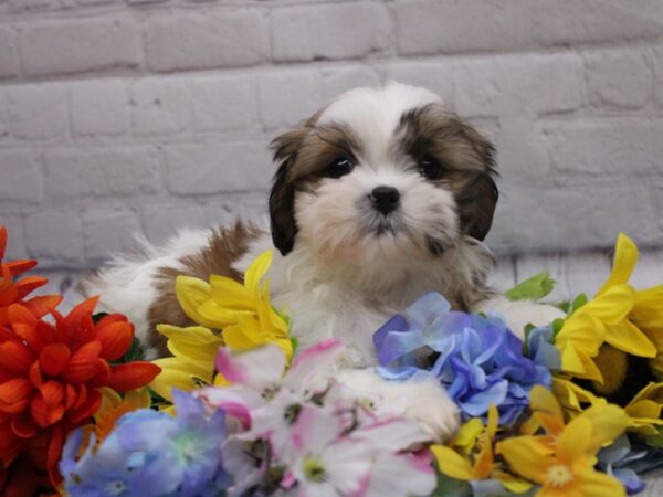 Shih Tzu DOG Female Gold & White 16840 Petland Wichita, Kansas