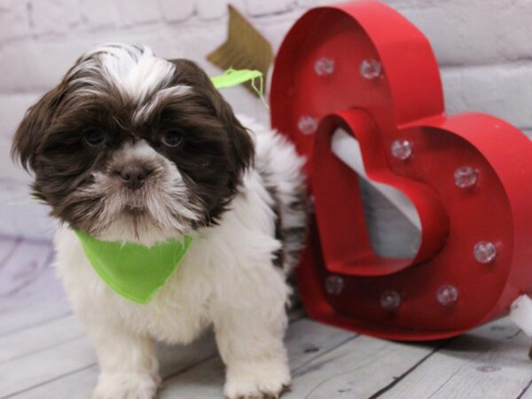 Shih Tzu DOG Male Chocolate & White Parti 16842 Petland Wichita, Kansas